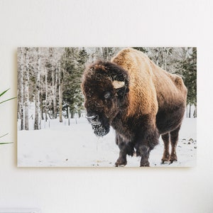 May include: A brown and black bison standing in a snowy forest. The bison is looking at the camera with its head slightly tilted. The forest is in the background, and there is snow on the ground.