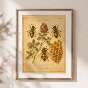 May include: A framed vintage-style zoological print featuring three honeybees, a clover plant, and a honeycomb section. The text reads Apis mellifica, Insecta, Tab XLVII, 1. Operaria, 2. Femina, 3. Mas, Ex musee zoologico, Lugduni, 1845 on a beige background.