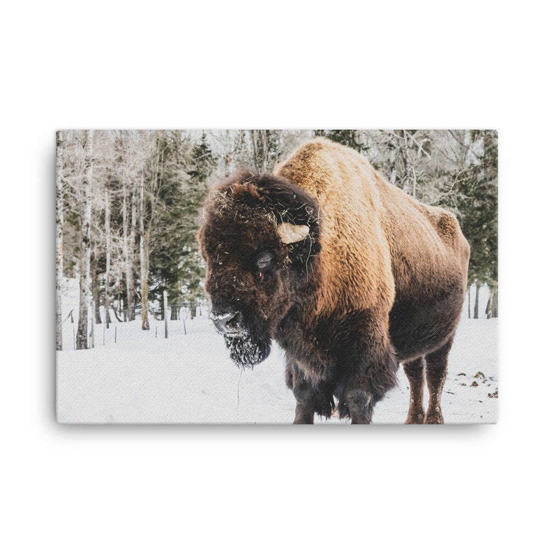 May include: A brown and black bison stands in a snowy forest. The bison has a shaggy coat and is looking down at the ground. The snow is covering the ground and the trees in the background.