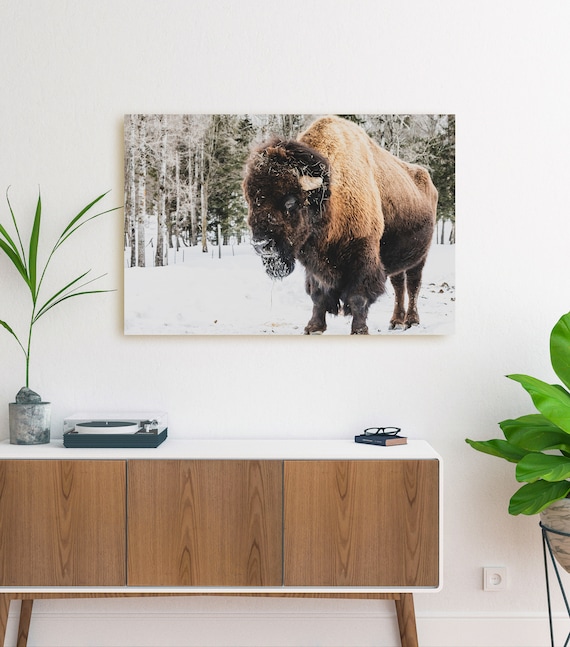 Bison Canvas Print - Buffalo Canvas, Buffalo Decor, Bison Decor, American Bison Wall Art, Buffalo Print, Prairie Canvas, Animal Canvas