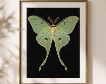 Puede incluir: Una lámina de arte enmarcada que presenta una ilustración simétrica de una polilla Luna de color verde pálido con alas traseras largas y alargadas. La polilla tiene un cuerpo amarillo difuso, antenas de color marrón oscuro y marcas circulares en forma de ojo en las alas, sobre un fondo negro sólido.