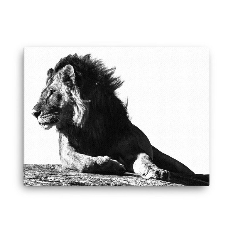 Lion Canvas Black & White Lion Print Lion Wall Art African Etsy UK