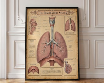 Puede incluir: Un póster educativo de estilo vintage titulado The Respiratory System, que presenta ilustraciones anatómicas detalladas de los pulmones humanos, la tráquea y el diafragma sobre un fondo beige con etiquetas de texto en negro.
