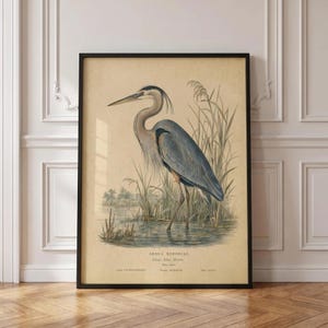 Könnte beinhalten: Ein gerahmter Druck im Vintage-Stil zeigt einen Kanadareiher, der in flachem Wasser zwischen Schilf steht. Der Vogel hat ein blaugraues Gefieder und einen langen Hals. Der Text unten lautet Ardea Herodias, Great Blue Heron, Male Adult, Order Ciconiiformes, Family Ardeidae, Plate CXLII.