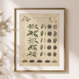 Botaniskt diagram med teplantor, konsttryck med teblad, botanisk väggkonst för kök, present till teälskare (fysiskt tryck)