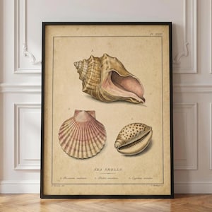 May include: A framed vintage-style print on aged paper featuring three distinct sea shells labeled 1, 2, and 3. The top shell is a spiral conch, the bottom left is a fan-shaped scallop, and the bottom right is a spotted cowrie shell.
