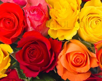 Fresh Assorted Bulk Roses  (Free Shipping)