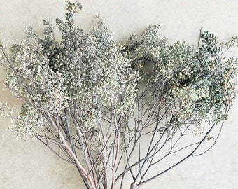 Seeded Eucalyptus, Preserved-Dried | Arrangement, Bouquet, Wedding, Centerpiece, Garland, Decor, Bout, Boho, Rustic