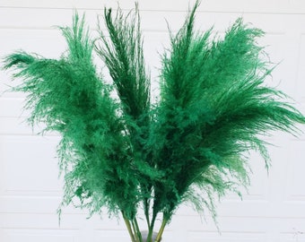 TALL PAMPAS 3FT (10 stems) - Large Fluffy Plume - Emerald Green | Dried Pampas Grass