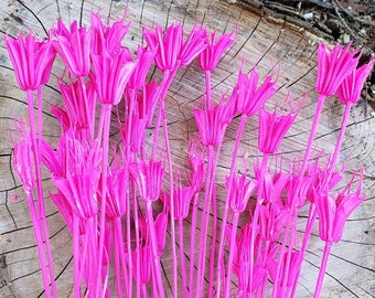 Preserved-Dried Star Flowers - Hot Pink | Wedding,Event,Decor,Bouquet,Centerpiece,Arrangement,Filler,Floral