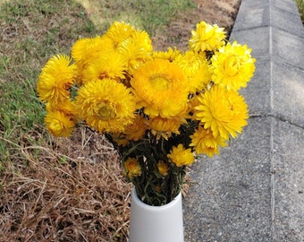 Dried Strawflowers, Golden Yellow - bouquet, arrangement, wedding, bridal, centerpiece, decor