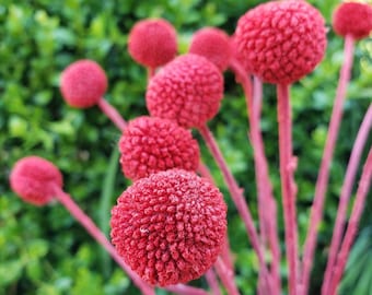 Preserved-Dried Billy Ball Craspedia Flowers [18-20 stems] - Red