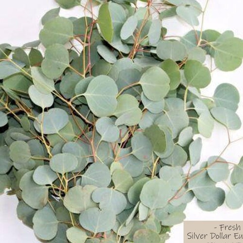 BULK FRESH EUCALYPTUS Overnight Shipping Xlarge Bunches Etsy