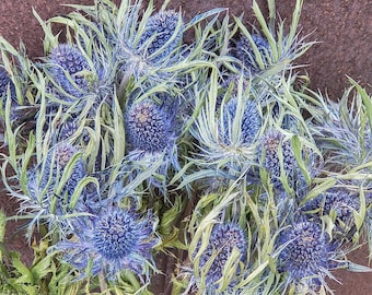 Dried Blue Thistle, Large Heads (25+ Flowers Per Bunch) | Eryngium Scottish Scotland Bulk Flower, Wedding, Event, Bridal, Bouquet