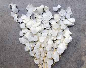 PRESERVED-DRIED EUCALYPTUS - Silver Dollar, Bleached White Cream // Wedding Bridal Boho Bouquet Decor Greenery