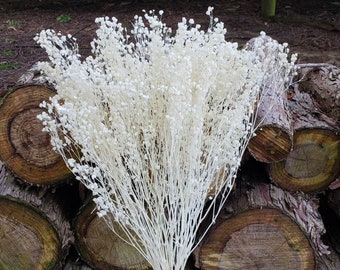 Preserved Baby's Breath, Gypsophila Flowers | Bleached White