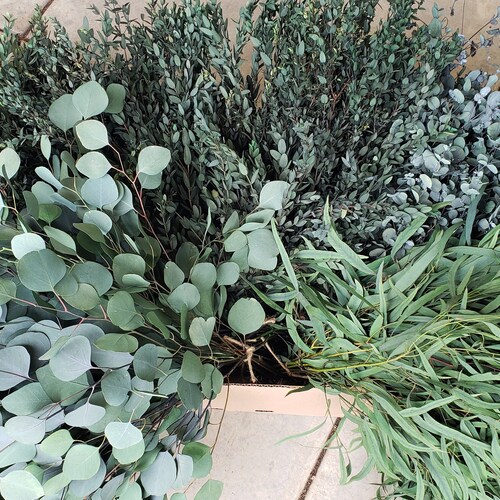 BULK PRESERVED EUCALYPTUS Assorted Mix Lasts for Years Etsy