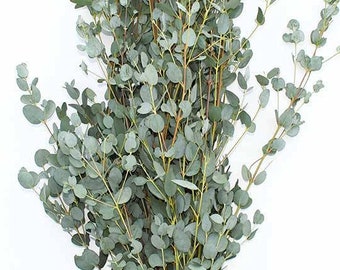 Eucalyptus gunnii 60 cm Echter Eucalyptus