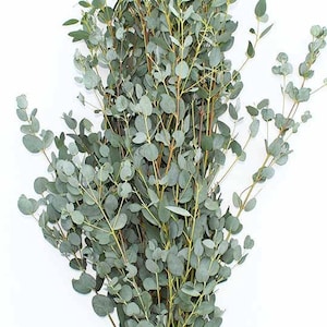 Gunnii Eucalyptus Fresh or Preserved-Dried Bulk Greenery, Weddings, Events, DIY, Bridal, Home Office Decor Free Shipping image 1