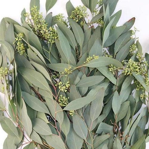 BULK FRESH EUCALYPTUS Overnight Shipping Xlarge Bunches Etsy