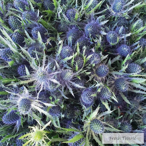 Fresh Blue Thistle Flower, Large Heads (25+ Flowers Per Bunch) | Eryngium Scottish Scotland Bulk, Wedding, Event, Bridal, Bouquet