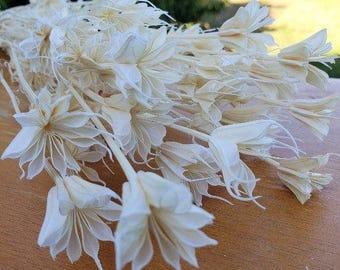 Dried Nigella Star Flowers - White/Ivory/Cream (034)