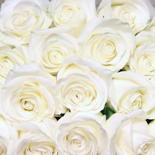 Fresh White/cream Bulk Roses free Shipping Etsy