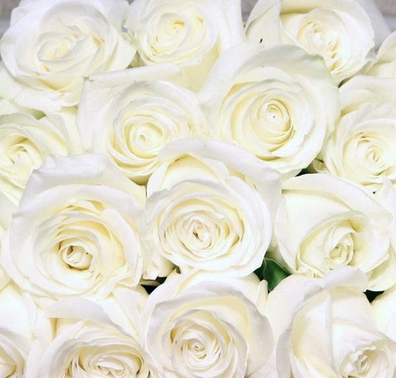 Roses in bulk discount