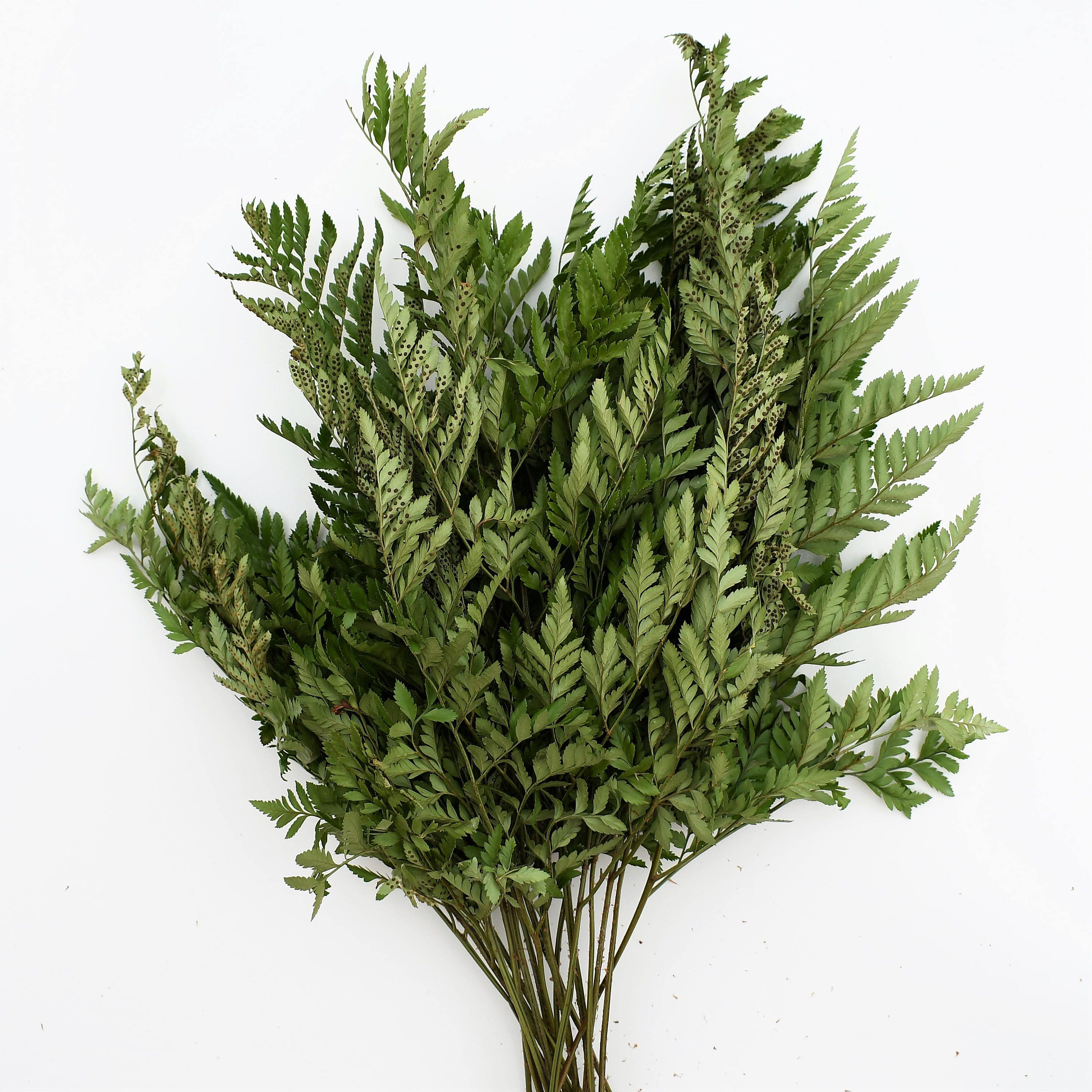 Fresh Leather Leaf Fern baker Fern Bunches free Shipping Etsy