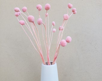 Preserved-Dried Billy Ball Craspedia Flowers [18-20 stems] - Medium Pink