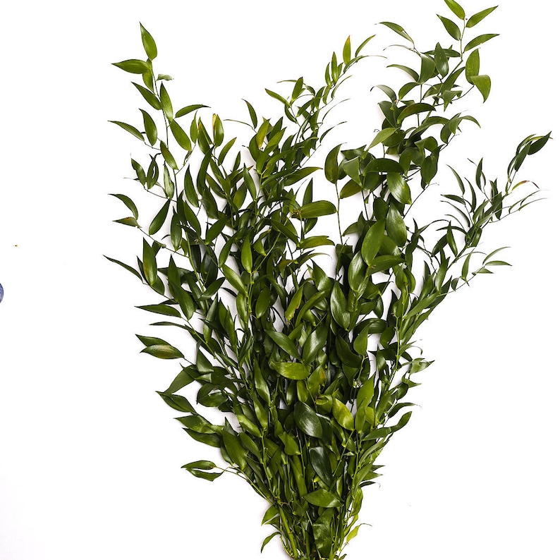 Fresh Italian Ruscus Greenery Bunches Weddings, Bridal, Garlands, Events, DIY, Bouquet, Wholesale, Bulk, Foliage, Craft, Home Office Decor image 1