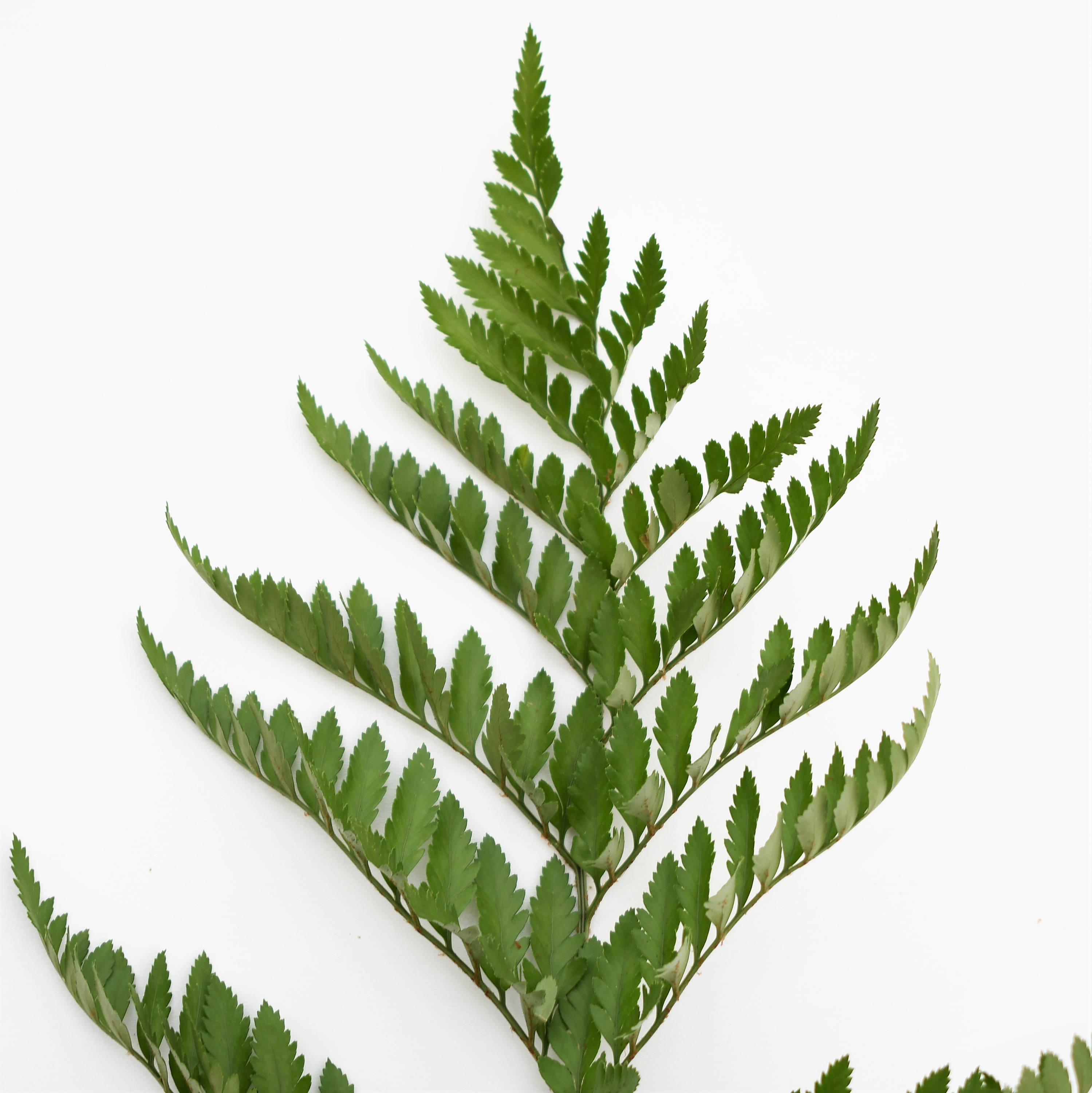 Fresh Leather Leaf Fern baker Fern Bunches free Shipping Etsy