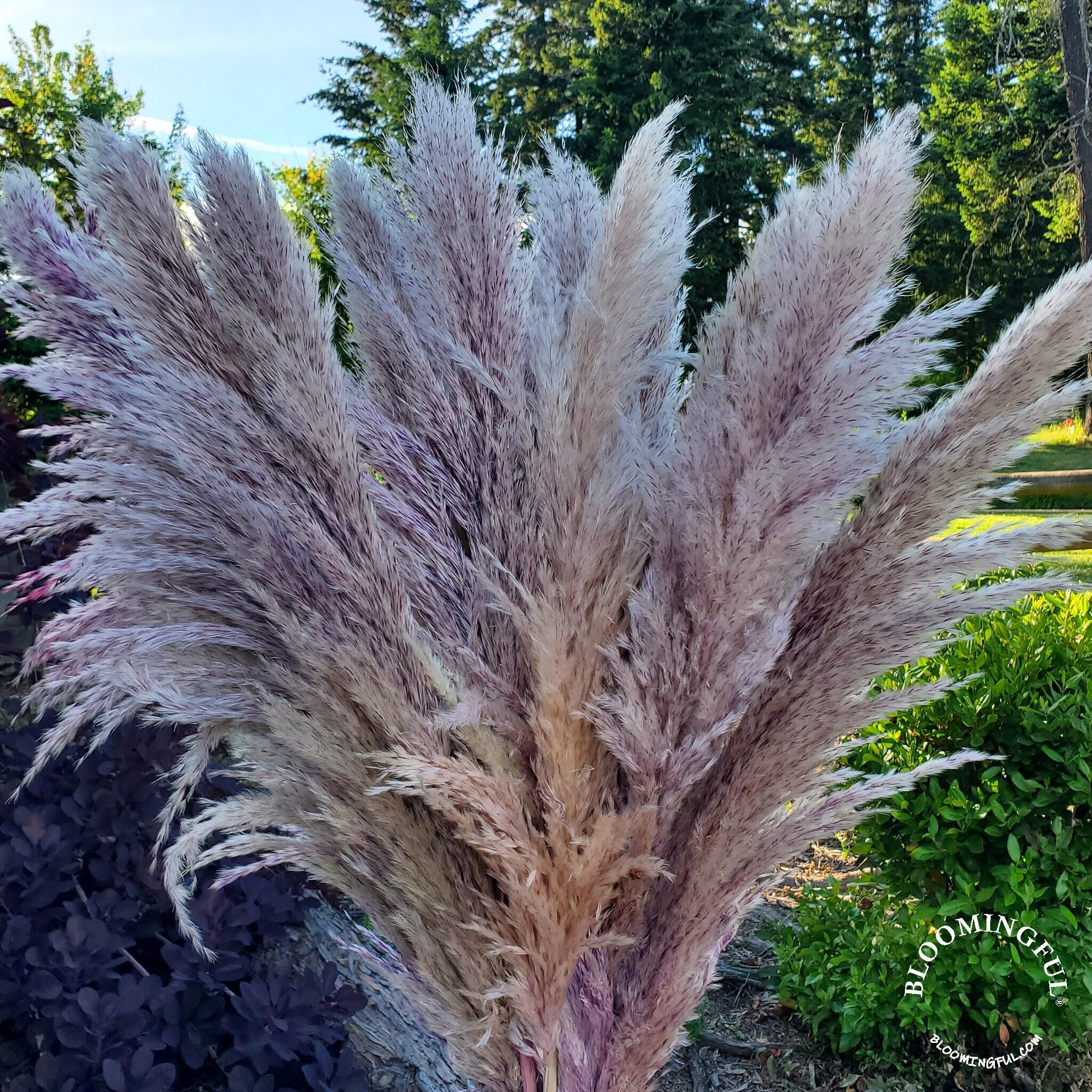 Extra Fluffy Large Pampas | Pink, Purple, Blue, Green, Orange, Watermelon Red, Orange Terracotta || Priced per Stem, Min Purchase 5stems