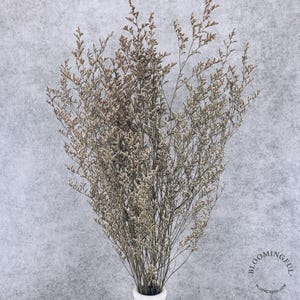 Preserved Caspia Limonium Flowers - Natural (006)