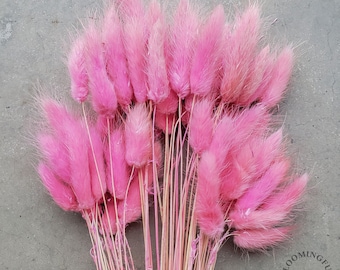 Dried Bunny Tails, 50-60 stems - Choose Your Colors