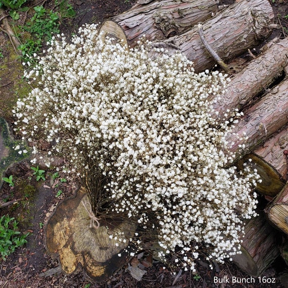 Dried Flowers Baby's Breath Bouquet - 3000+ Pure White Dried Babys Breath  Bulk