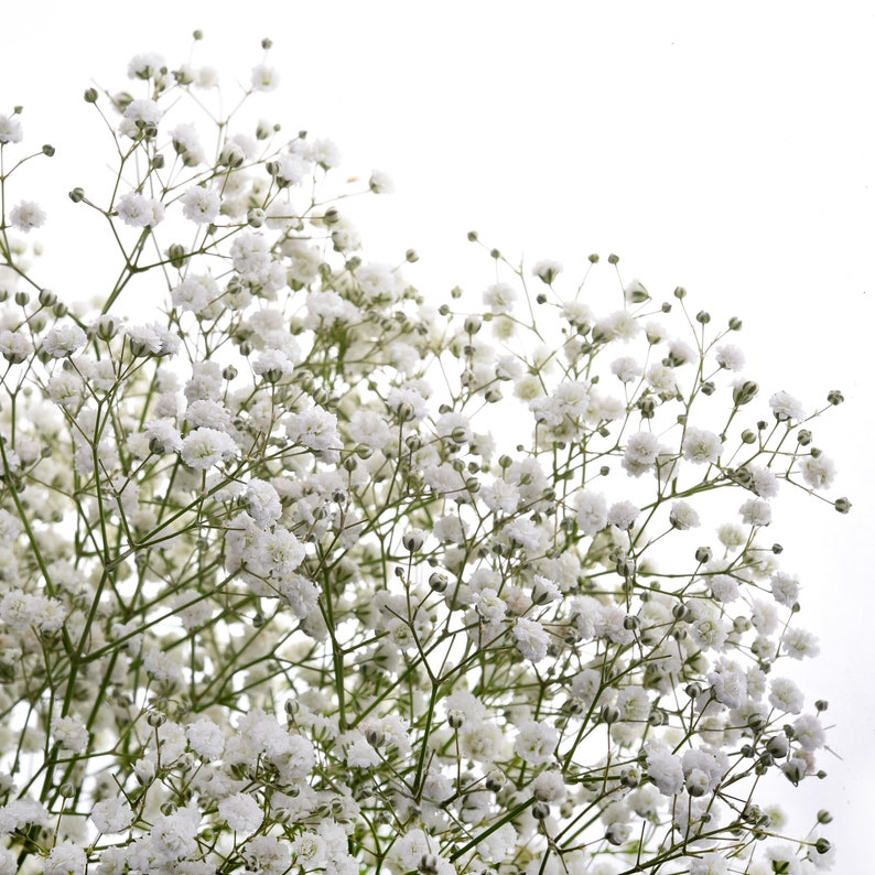 Baby's Breath Fresh or Preserved Bulk Packages Etsy