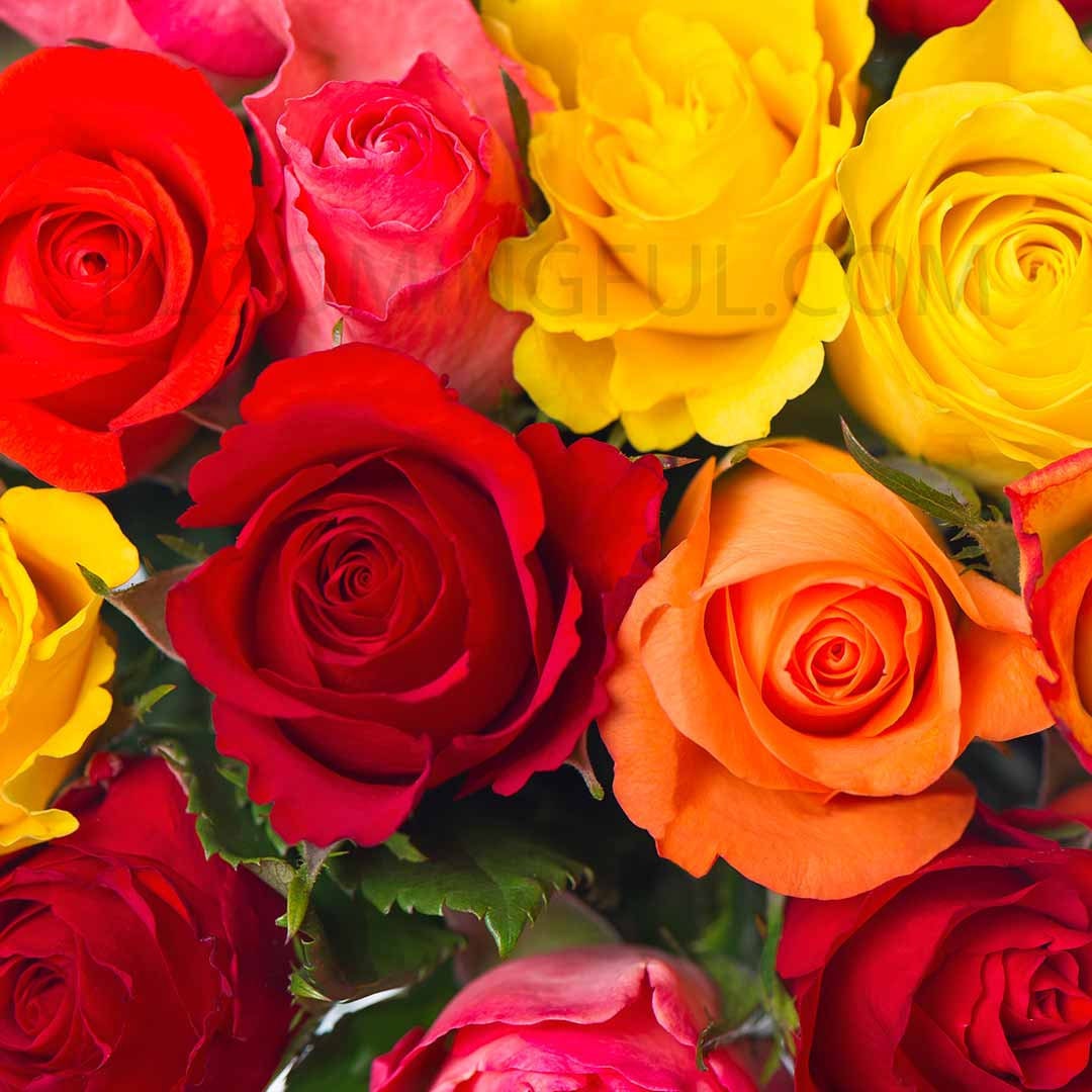 Fresh Assorted Bulk Roses Free Shipping Etsy España