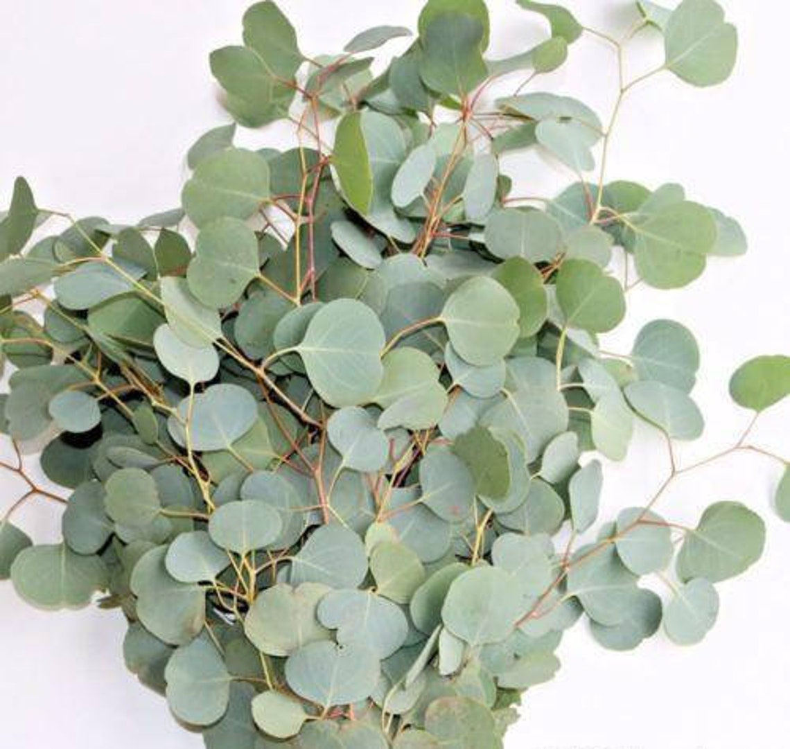 Eucalyptus Leaves Confetti Wedding Toss Fresh Dried or Etsy