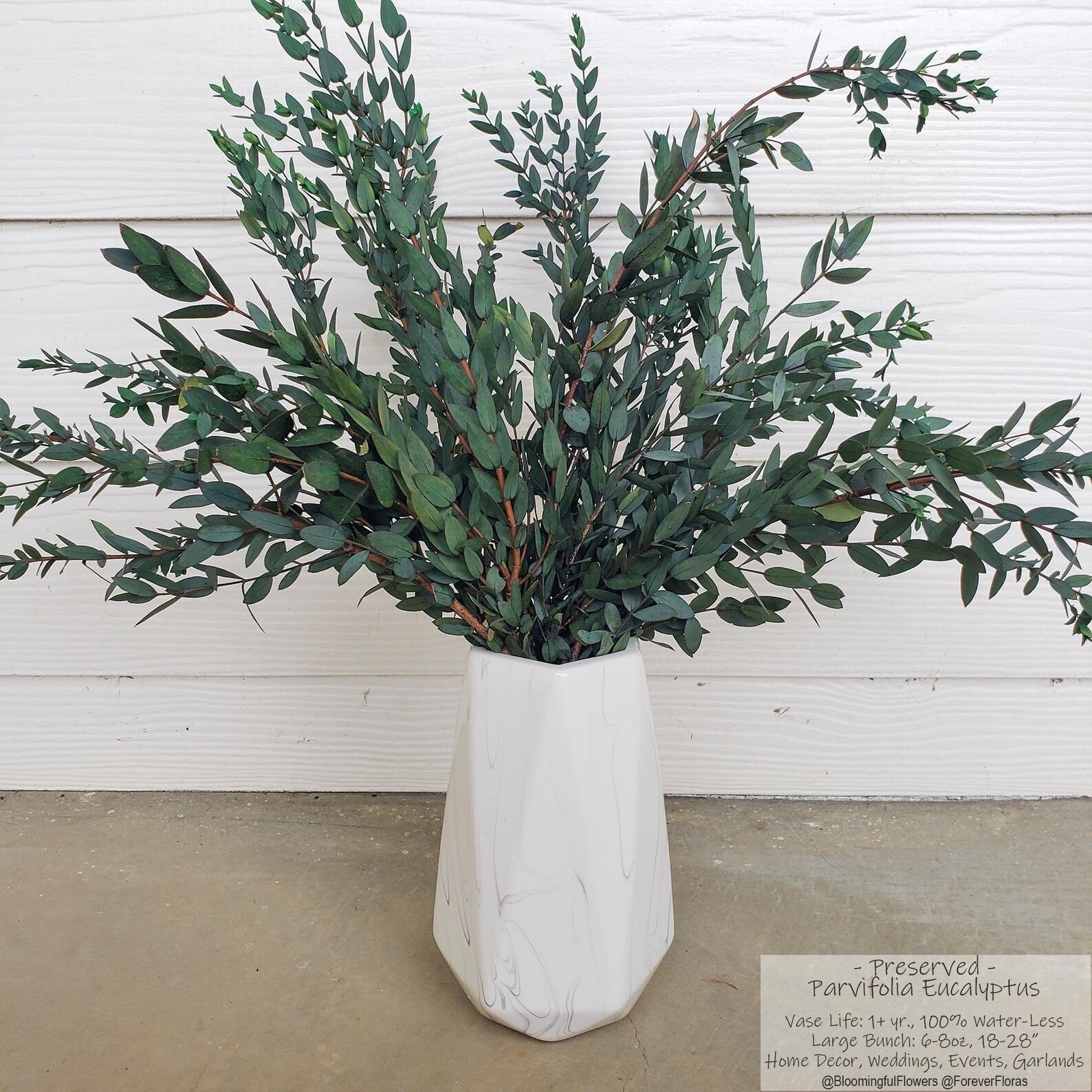 Real 10 Pcs Dried Preserved Eucalyptus Stems,Natural Fresh Eucalyptus Plant Fresh Eucalyptus Diy Wedding Party Home Shower Decor 17 Eucalyptus Bouquet Flo Dried Eucalyptus Branches