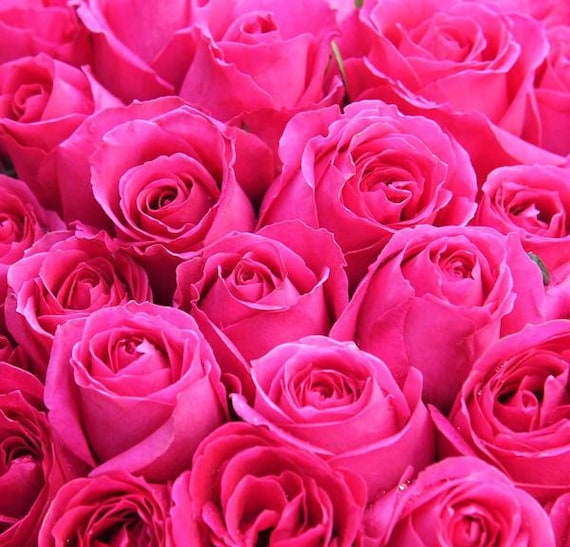 Hot pink roses deals