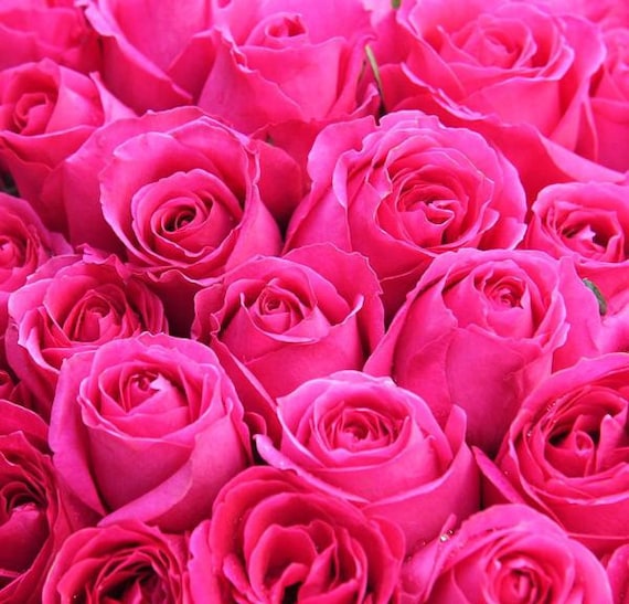 Fresh Hot Pink Bulk Roses free Shipping 