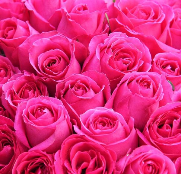 Pink rose clothing wholesale discount