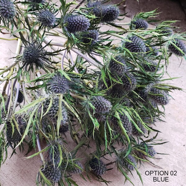 Dried Blue Thistle Etsy