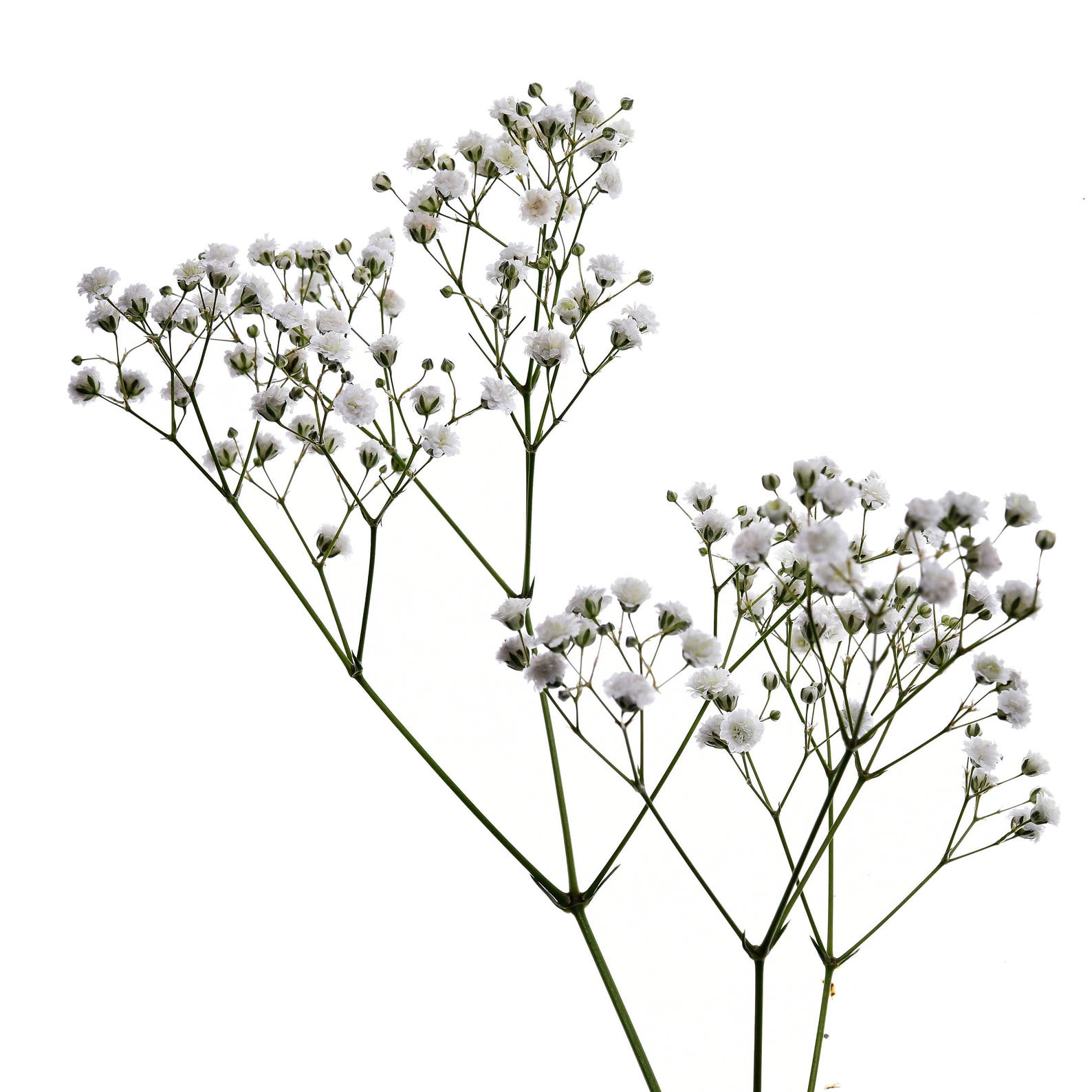 Baby's Breath Fresh or Preserved Bulk Packages Etsy