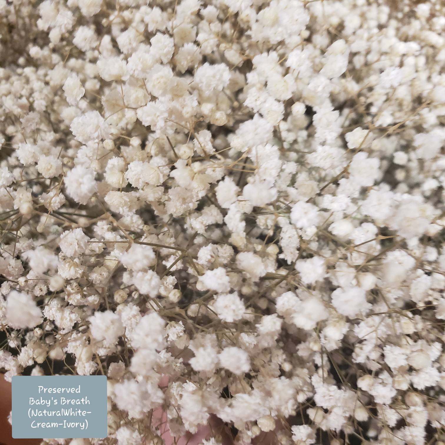 2500+ Dried Babys Breath Flowers Bouquet - Natural White Dry Flowers Bulk