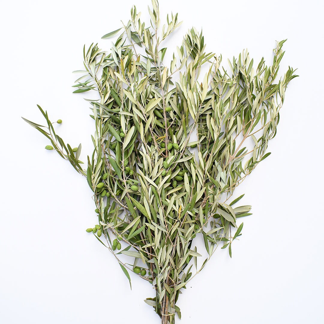 Bulk Fresh Olive Branches Wedding, Events, Bridal, Confetti Toss