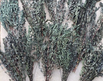 BULK 10 Bunches -- Preserved Parvifolia Teardrop Eucalyptus, Green