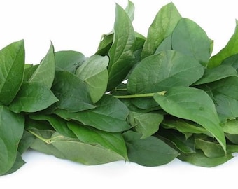 FRESH GREENERY GARLAND -- Salal Lemonleaf || Wedding, Event, Bridal, Tablescape, Overnight Shipping Included