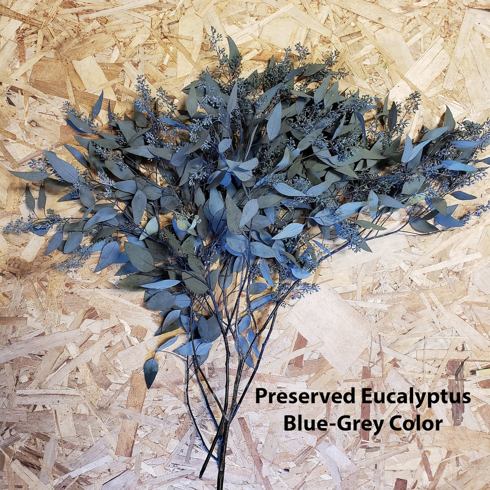 Seeded Eucalyptus Fresh PreservedDried Decor Bulk Etsy
